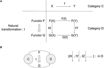 An adjunction hypothesis between qualia and reports